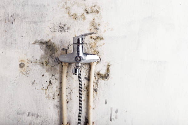 Professional Mold Removal in Ware Shoals, SC