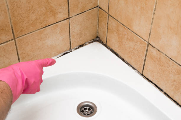 Best Black Mold Removal  in Ware Shoals, SC
