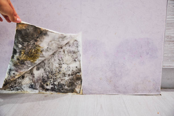 Best Black Mold Removal  in Ware Shoals, SC